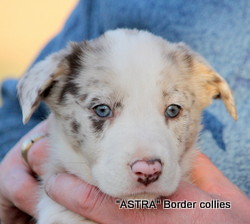 ~Red merle female, Smooth to medium coat, border collie puppy